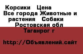 Корсики › Цена ­ 15 000 - Все города Животные и растения » Собаки   . Ростовская обл.,Таганрог г.